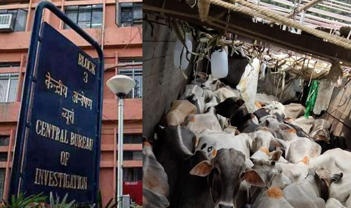Big disclosure in Bengal cattle smuggling case, cow used to reach smugglers through officials