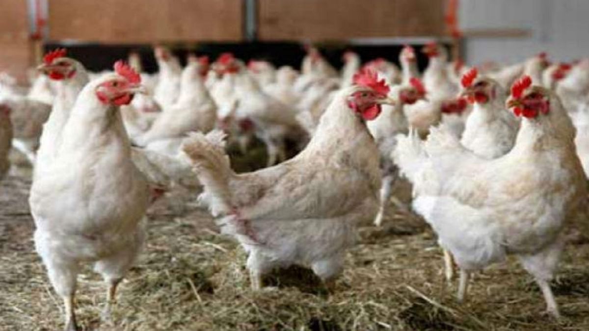 Bihar: Even after confirmation of bird flu, people of Bhagalpur ate 1500 quintals of chicken, now everyone is waiting for the investigation report