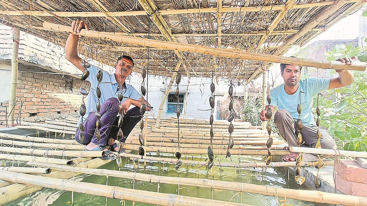 Bihar: The fortunes of the farmers of Begusarai brightened by pearl farming, profit of lakhs