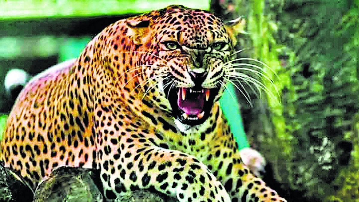 Bihar: Two leopards threatened the farmer who was harvesting wheat, tried to hunt, the villagers arrived with sticks and sticks.