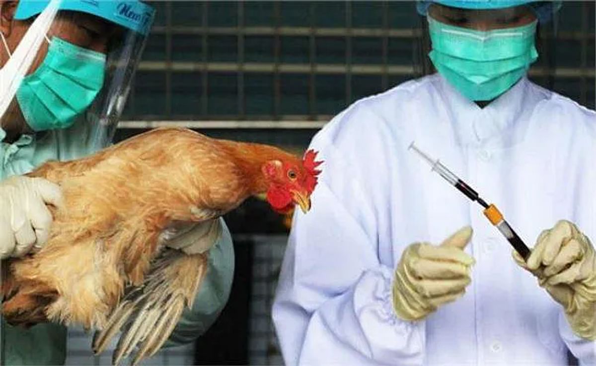Bird flu knocks in Bihar, death of a large number of chickens stirs up, DM issues alert