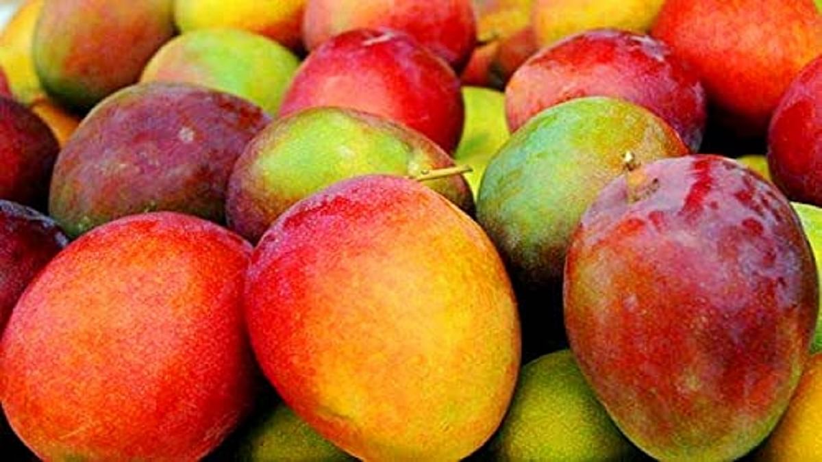 Chennai rose special mangoes landed in the markets of Bihar, from May 1 you will get to taste the Himsagar of Bengal, know the price