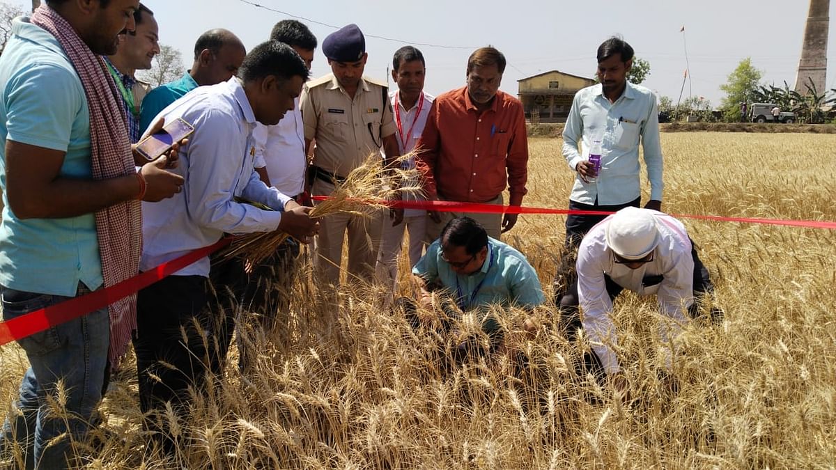 District Magistrate of Bhojpur reached Udwantnagar to know the productivity, went to the field and started harvesting wheat himself
