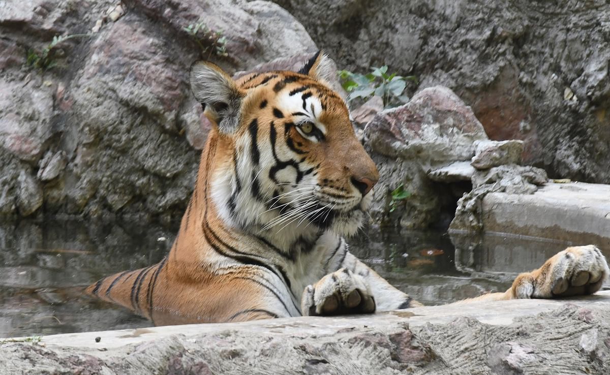 Earth day 2023: The number of tigers in Valmiki Nagar has increased to 50, some will be shifted to other parks