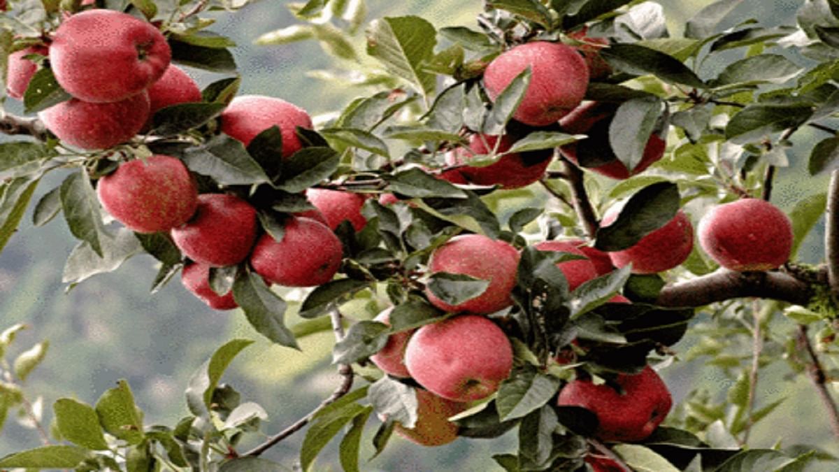 Farmer in Bihar earned lakhs from apple farming, know the whole story