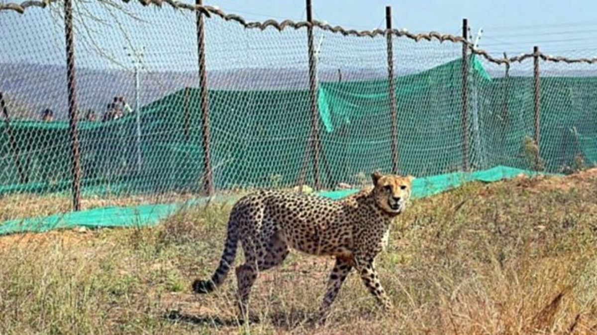 Gandhi Sagar Sanctuary will be the new home of cheetahs in Madhya Pradesh, will be ready in six months