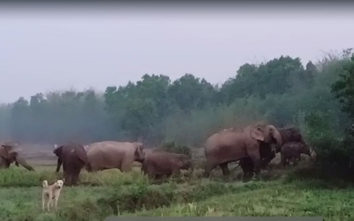 Jharkhand Elephant Terror: Elephants have become a disaster for the villagers in Bahragora, the forest department is not helping