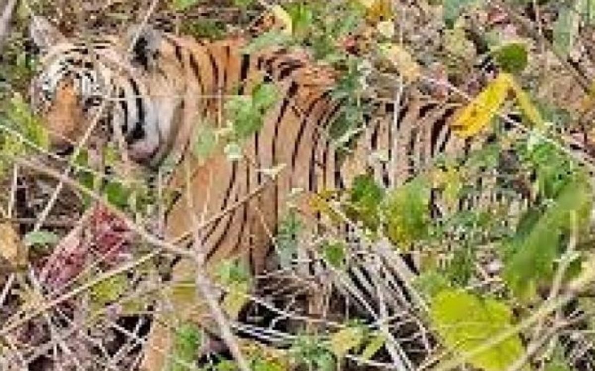 Jharkhand: No trace of tiger seen in Palamu Tiger Reserve since 30 days, possibility of exit