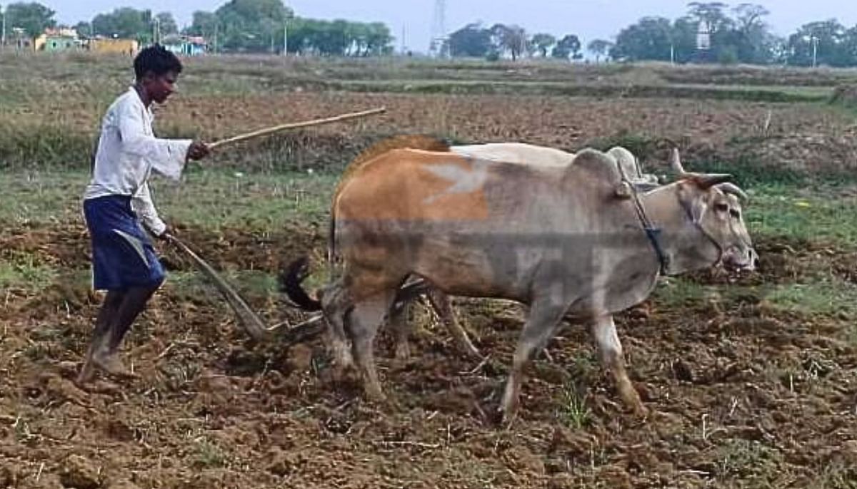 Kharsawan News: Farmers plow the field, worship Lord Indra on Akshaya Tritiya day for good rain