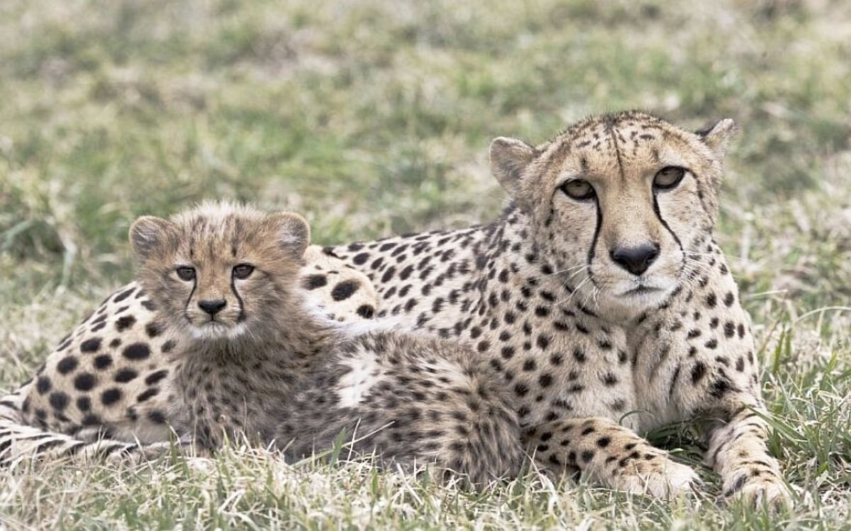 Madhya Pradesh: No place to keep cheetahs in Kuno National Park, two died, meeting on the matter tomorrow