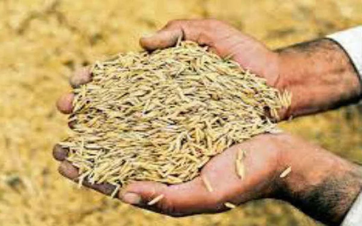 Money of 31 thousand farmers selling paddy in Jharkhand stuck with the government, second installment and bonus not paid