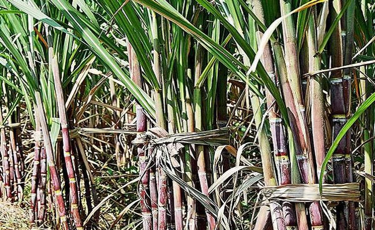 Sugarcane crushing remained better even after seasonal disaster in Bihar, sugar production will increase