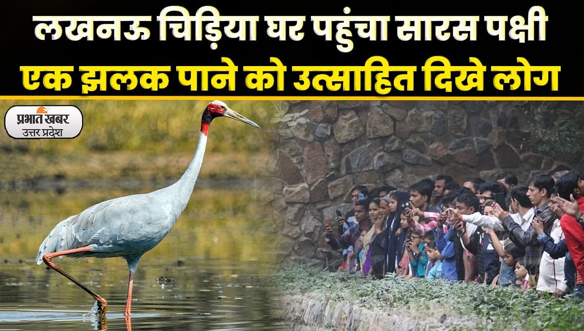 Sultanpur News: Afroz's stork of Sultanpur reached Lucknow Zoo