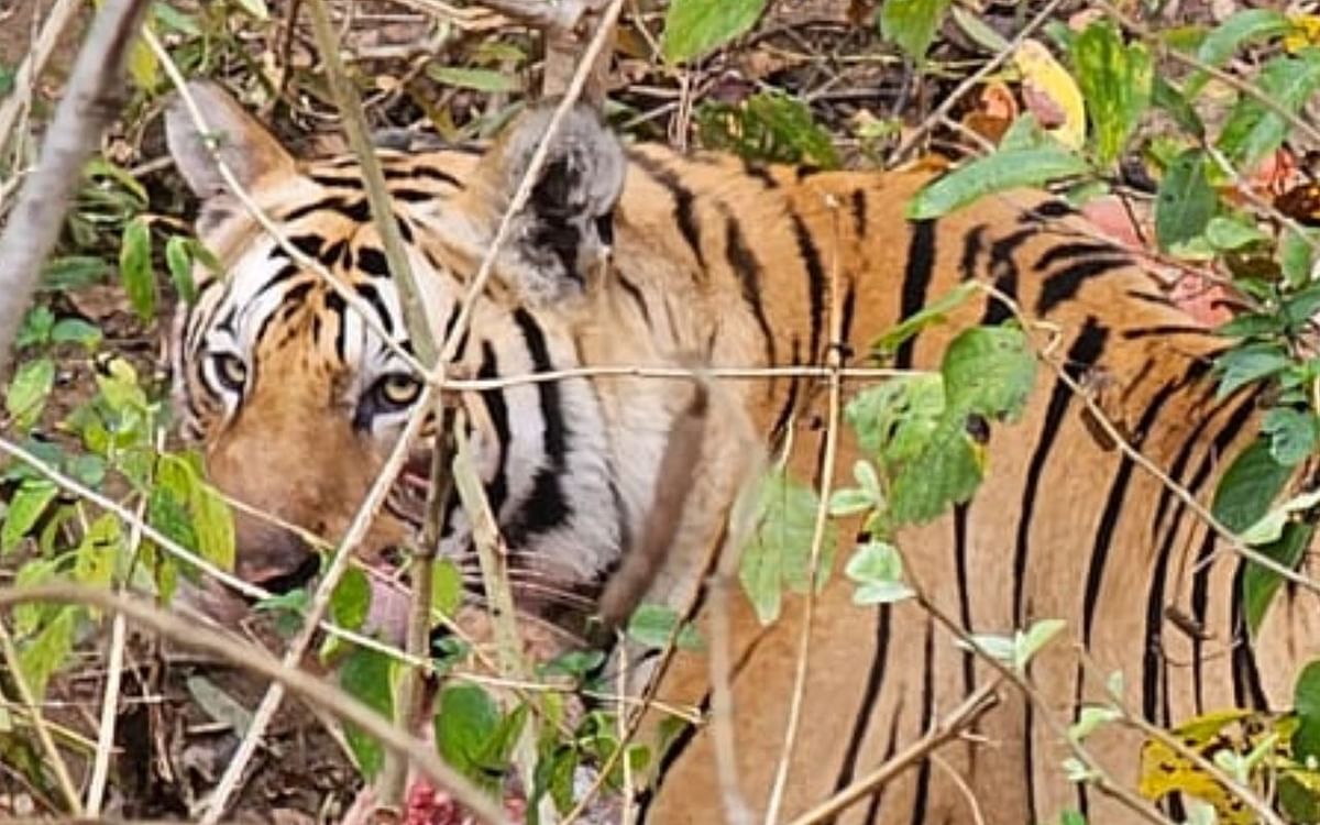 The pride of Palamu Tiger Reserve returned with 3 tigers!  In 2018, the number of tigers was said to be zero.