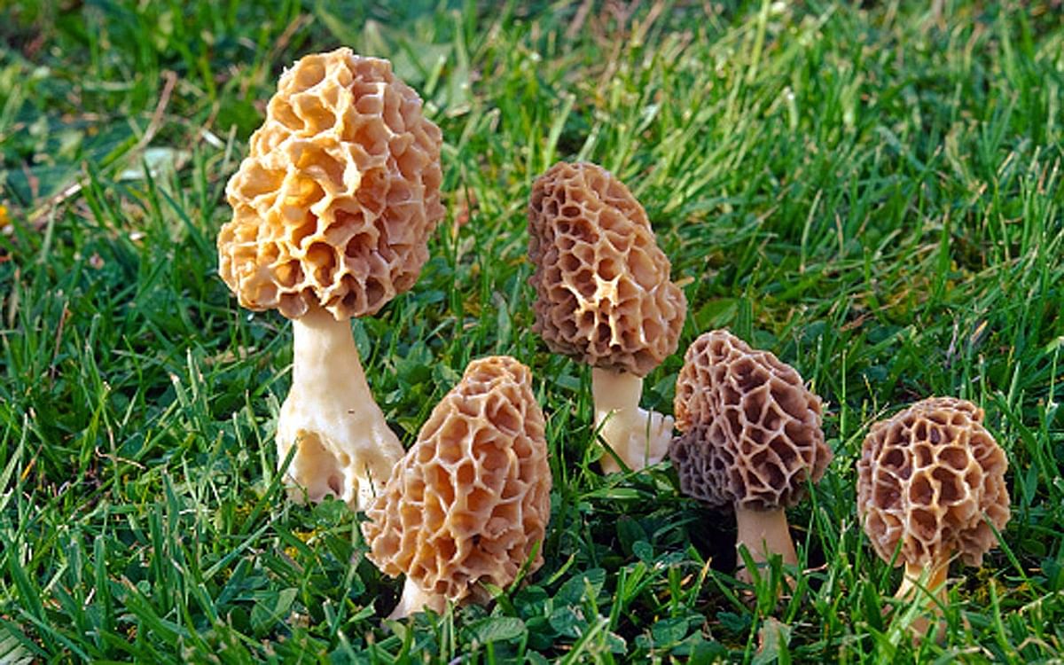This special mushroom of Jammu Kashmir will get GI tag, will get international recognition