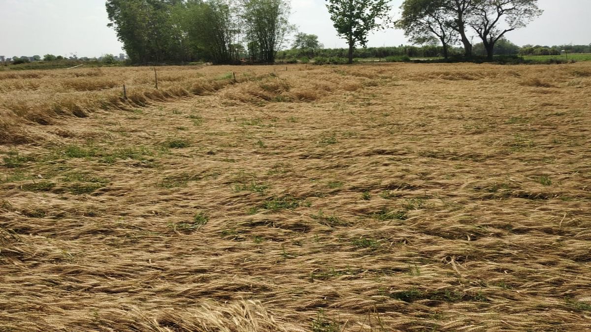 Up to 10 percent loss in wheat crop due to unseasonal rains, Center is not afraid of decline in production