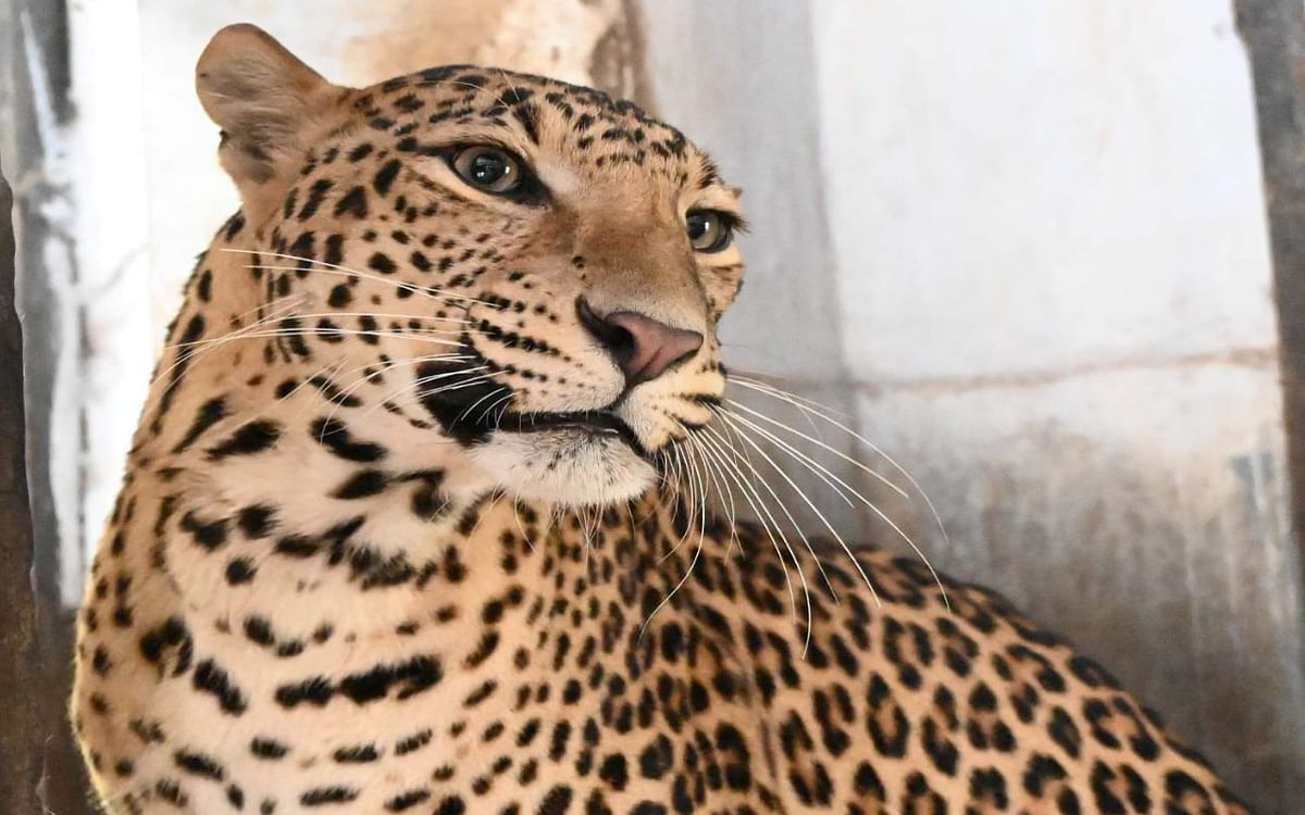 Jharkhand: Two leopards reach Bokaro Biological Park from Ranchi Zoo, Jal Jeev Vihar becomes center of attraction
