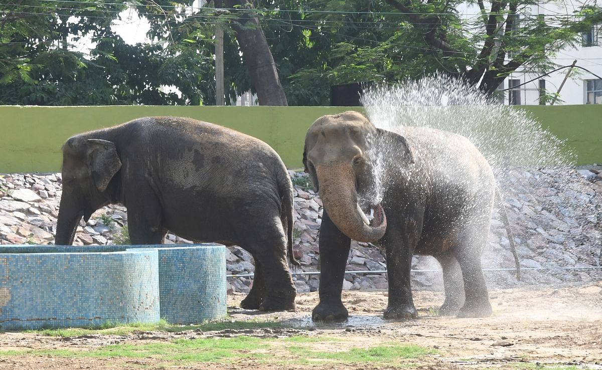 Animals of Patna Zoo are troubled by the heat, being given glucose and multivitamins, see photos