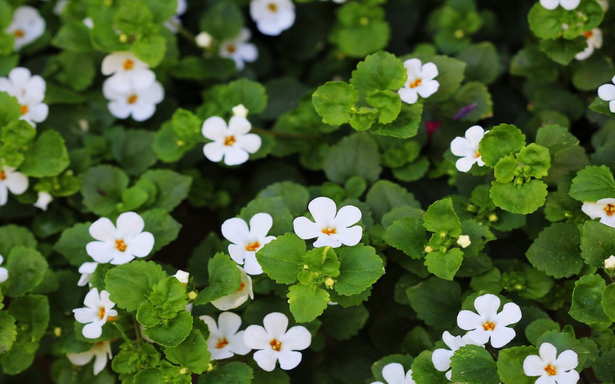 Bacopa Monnieri Benefits: Increase your brain power with this miraculous herb, know its advantages and disadvantages