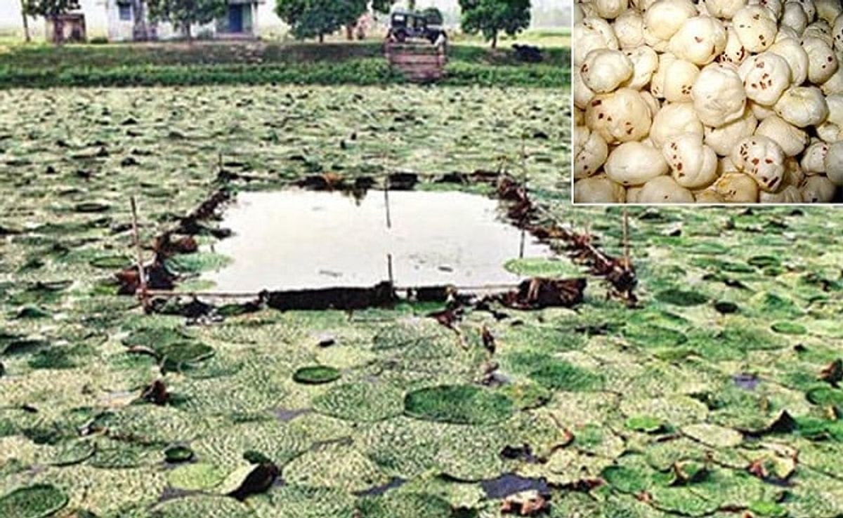 Bihar: Makhana Research Center Darbhanga gets national status again, research will be done on aquatic crops including fish