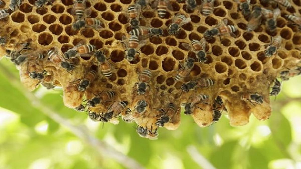 Bihar government is giving 75 percent grant for beekeeping, preparation for new financial year begins
