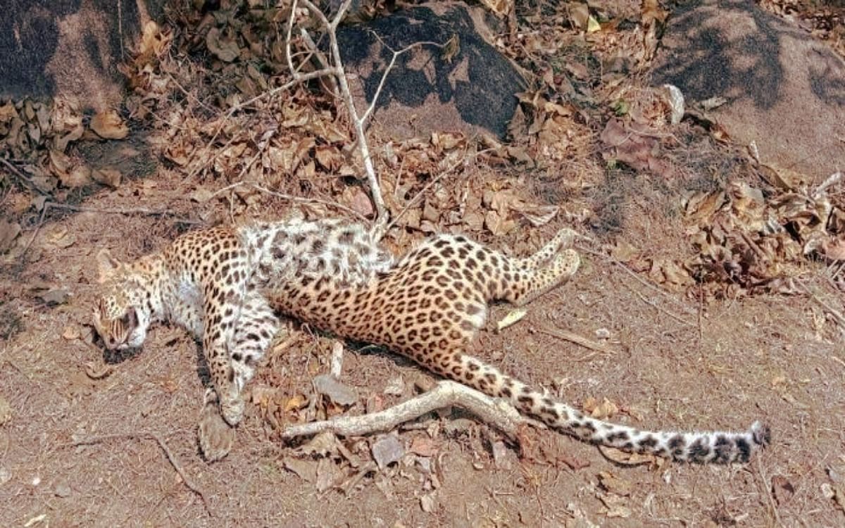 Chhattisgarh: Dead body of female leopard found in the forest, many injury marks are also present on the body