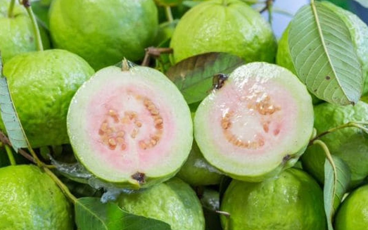 Guava leaves for toothache: Say goodbye to toothache with the help of guava leaves, know how to use it