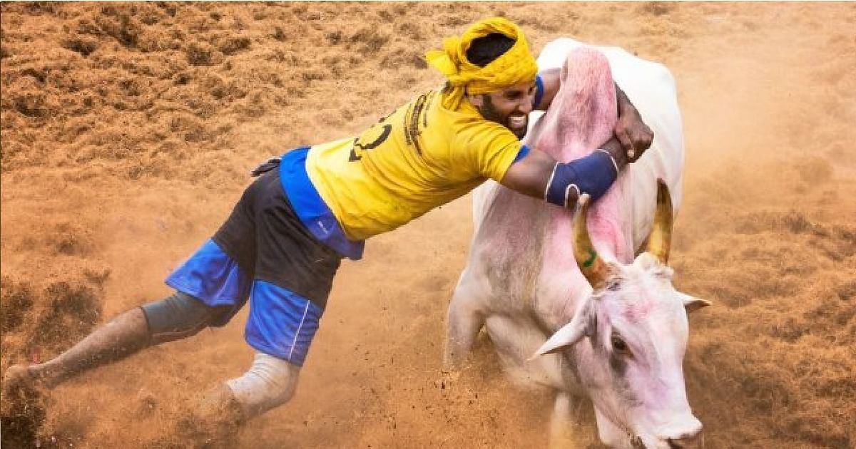 Jallikattu gets green signal from Supreme Court, legal recognition intact