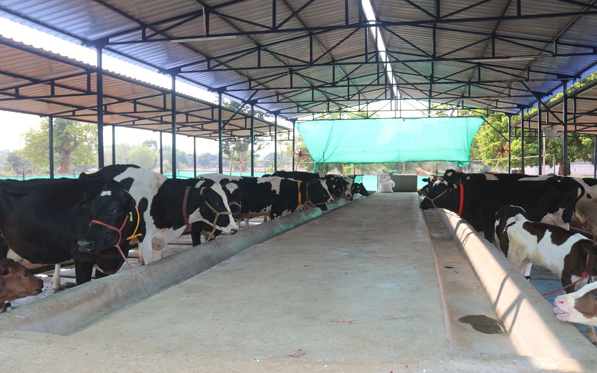 Steps towards white revolution, 30 women's group's sisters are becoming self-sufficient by rearing cows in Gumla's Basia