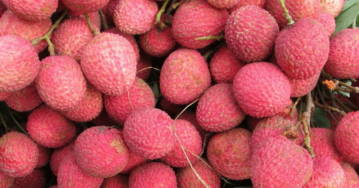 The whole country will taste the royal litchi of Muzaffarpur, NITI Aayog is preparing for export