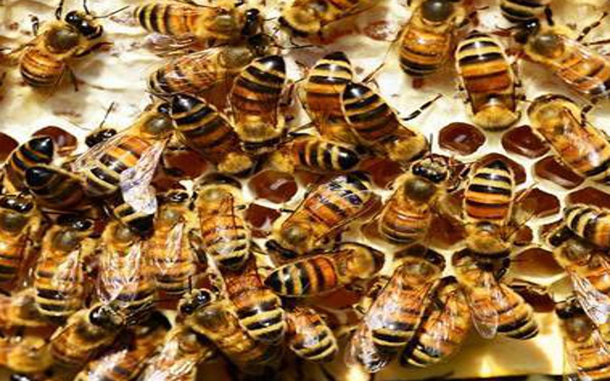 UP News: Attack of bees on Kalash Yatra of Shrirudra Mahayagya in Fatehpur Sikri, stampede