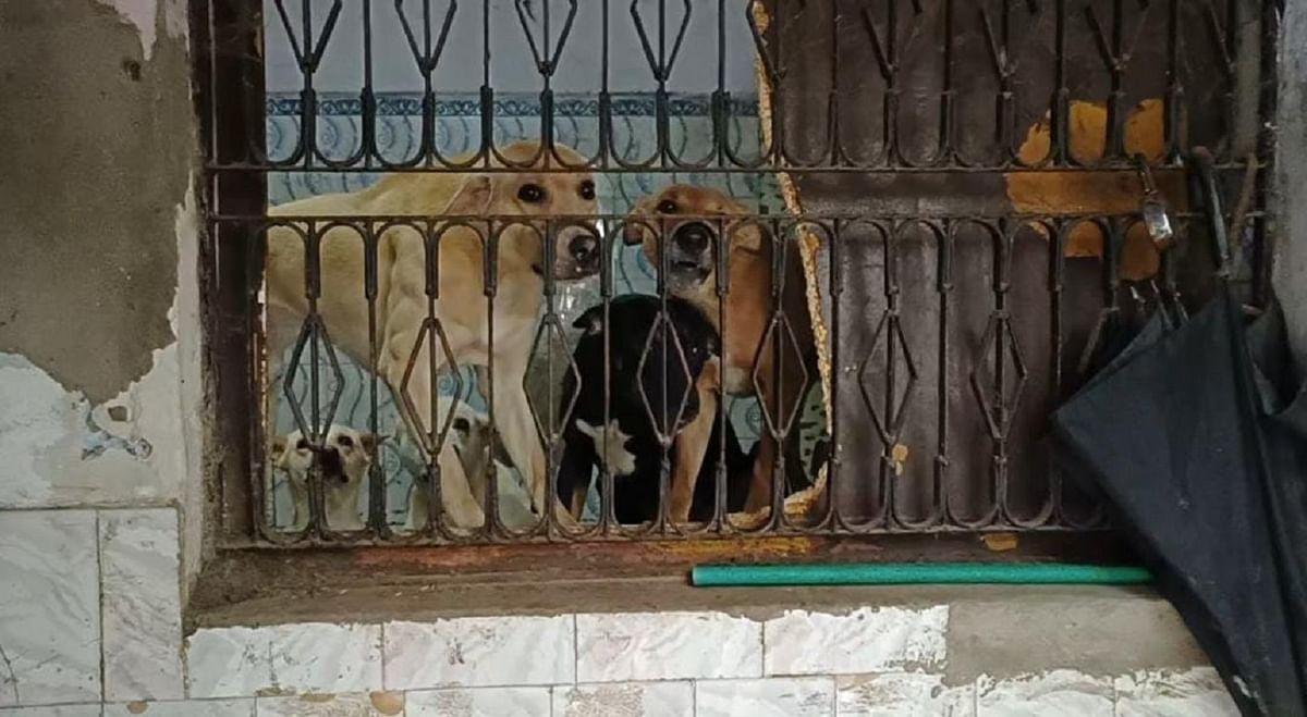 Agra: The love of animals became a problem for the neighbors, the locality woke up due to the noise of the dogs imprisoned in the house.