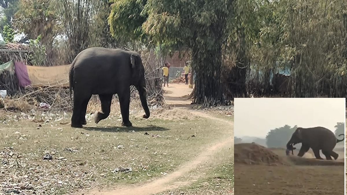 Terror of wild elephants in East Singhbhum, youth crushed to death in the courtyard of the house