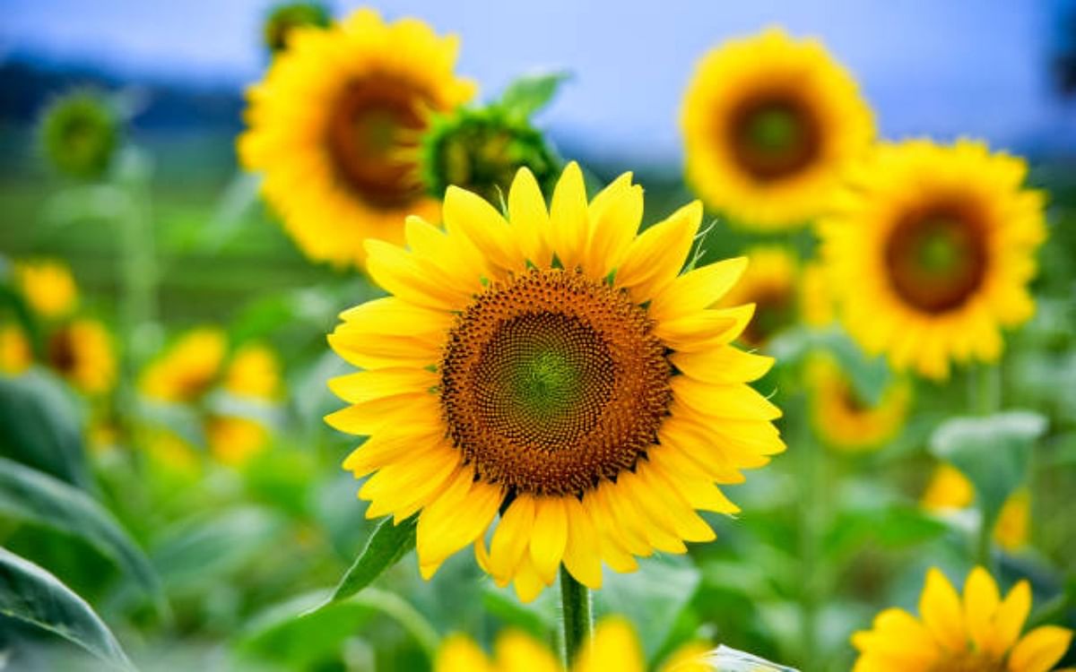 Benefits of Sunflower Seeds: If you want to avoid heart attack then eat sunflower seeds, cholesterol will also reduce