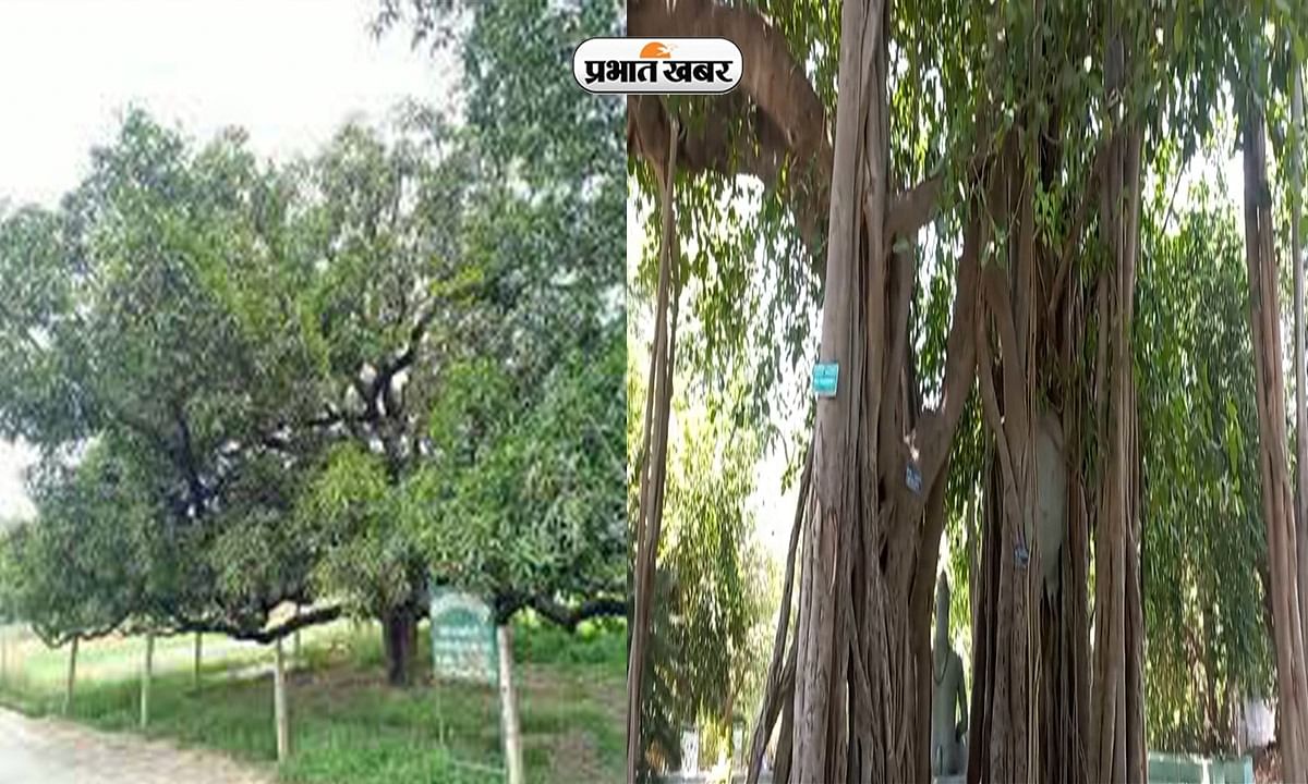 200 years old mango and banyan tree in Lucknow, Uda Devi had killed 36 British by climbing this tree