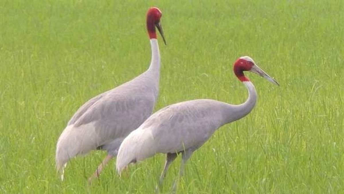 Animal Care Center to be built near Noida Airport to save state bird Sarus Crane and Blackbucks