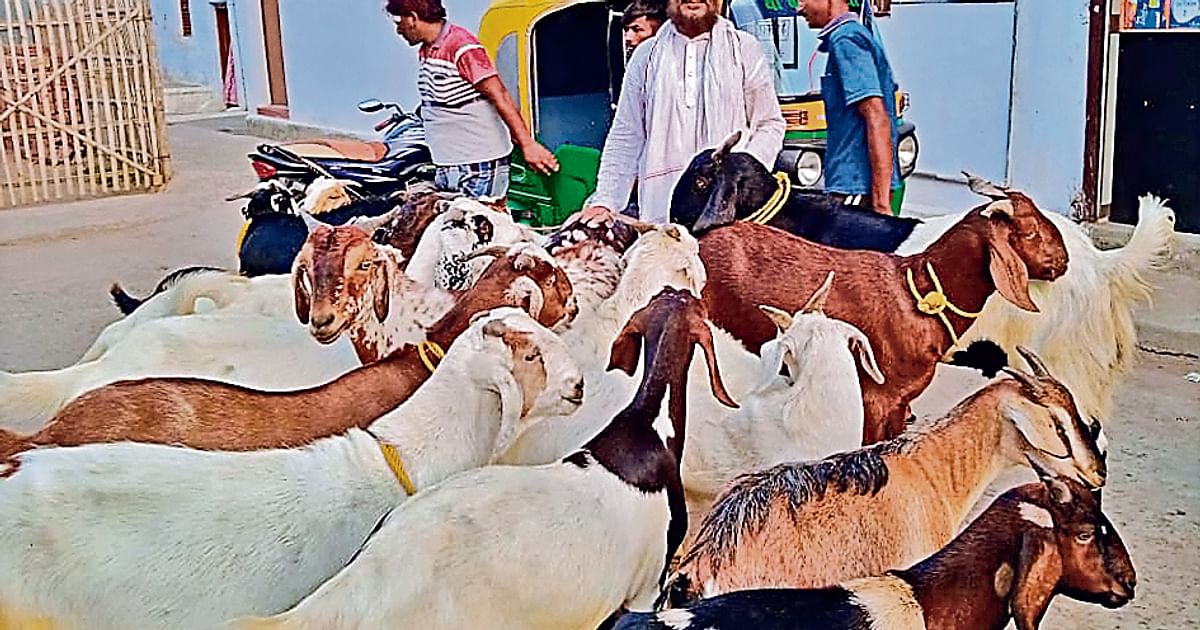 Bakrid 2023: Atiq Ahmed sold costlier than Salman, know whose price in Patna's goat market