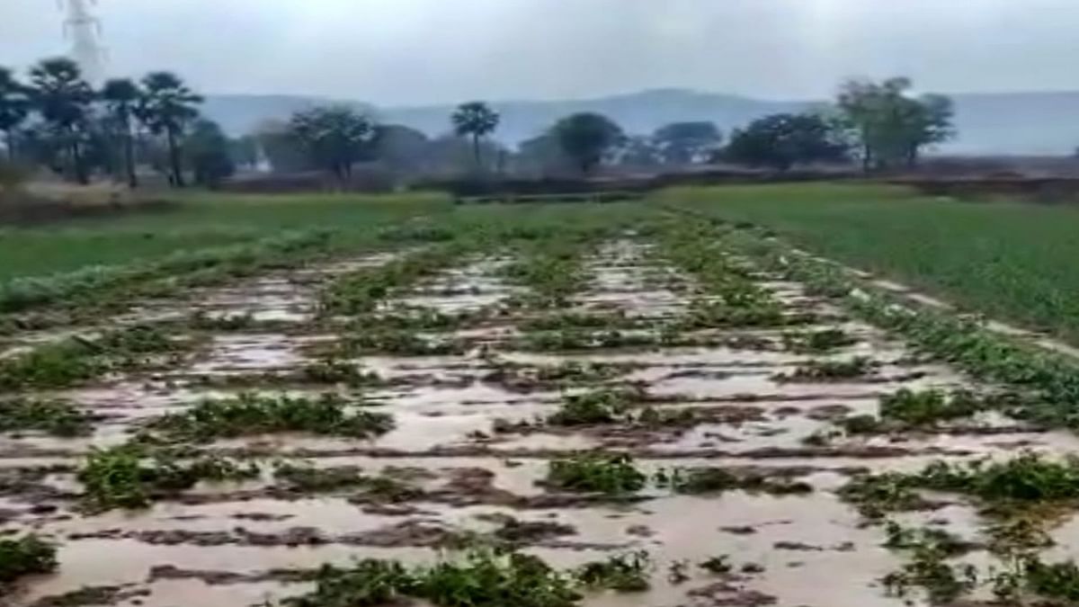 Bhagalpur Weather: When it rained, water started accumulating in the fields, the faces of the farmers blossomed after seeing the rain.