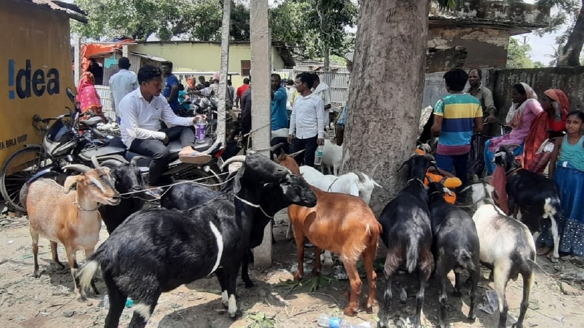 Bihar: Goats decorated market for sacrifice in Bakrid, know why the price of Pathan brought from Rajasthan is 70000 rupees?