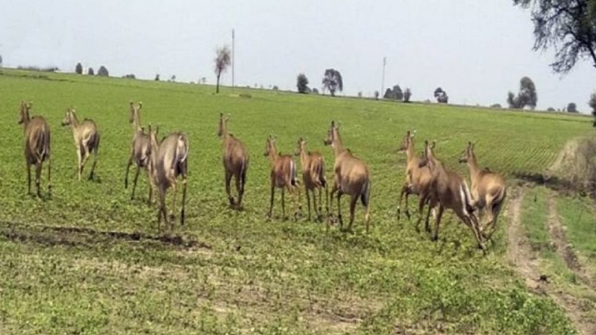 Bihar: Shooters of Andhra Pradesh will hunt Nilgai in East Champaran, know why the administration took this step