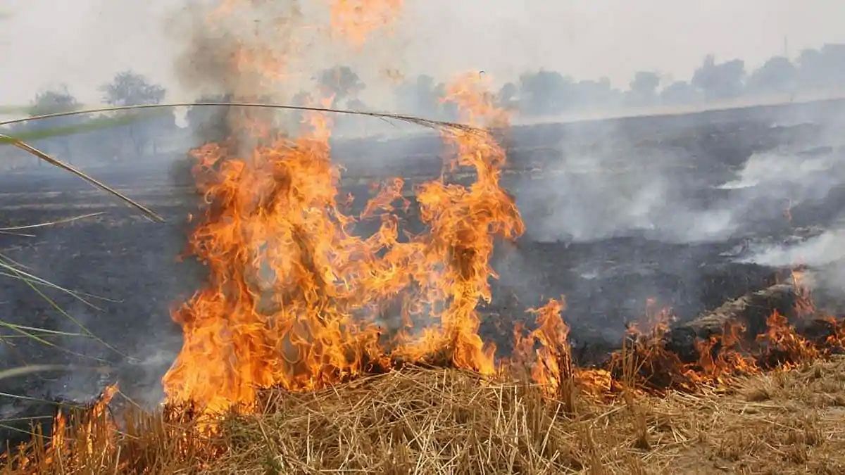 Bihar: The land will become barren if the stubble is burnt in the field, know from the expert how the loss will happen