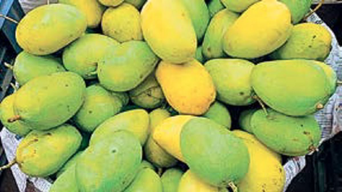 Criminals wreaking havoc on mangoes in Bihar looted mango loaded pickup by holding driver hostage on the strength of weapons