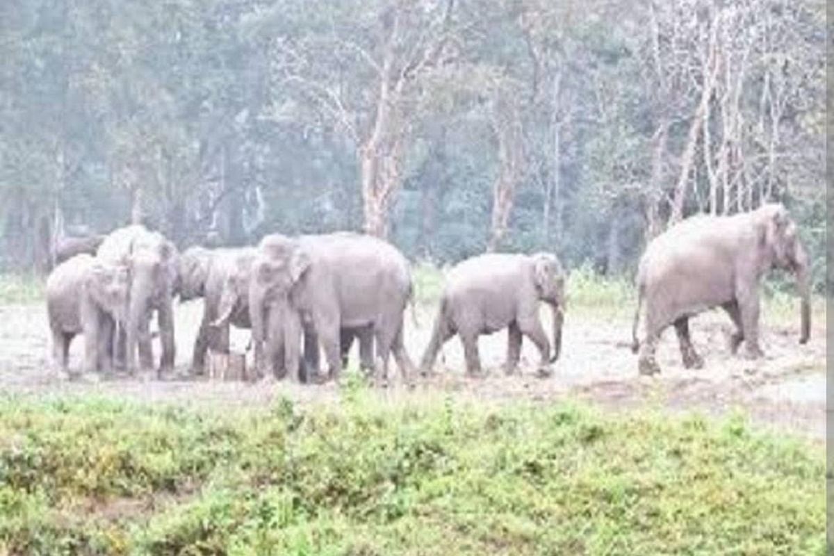 Elephant killed a person walking on foot, panic among people due to the mischief of elephants