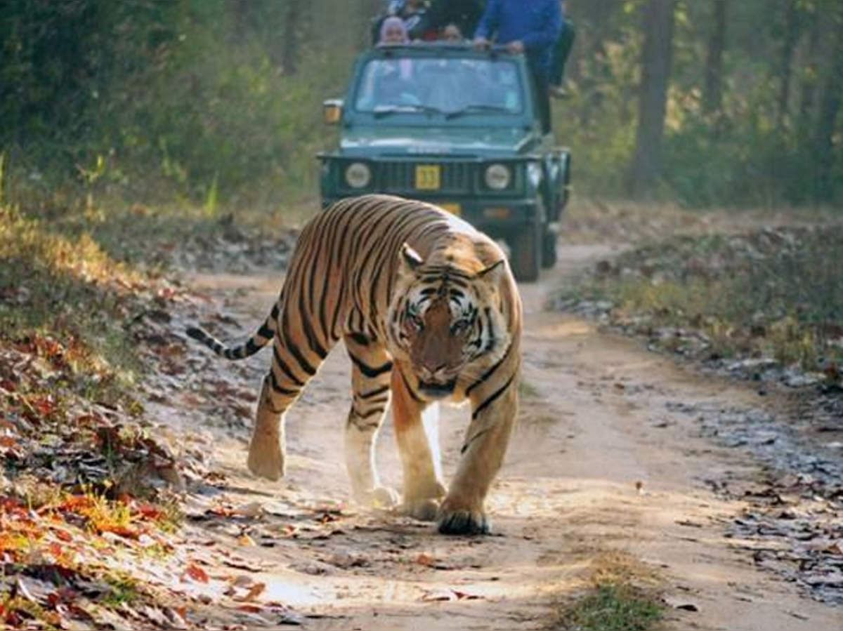 Four-member committee will investigate the death of tigers in Dudhwa, decision of forest department after displeasure of CM Yogi Adityanath
