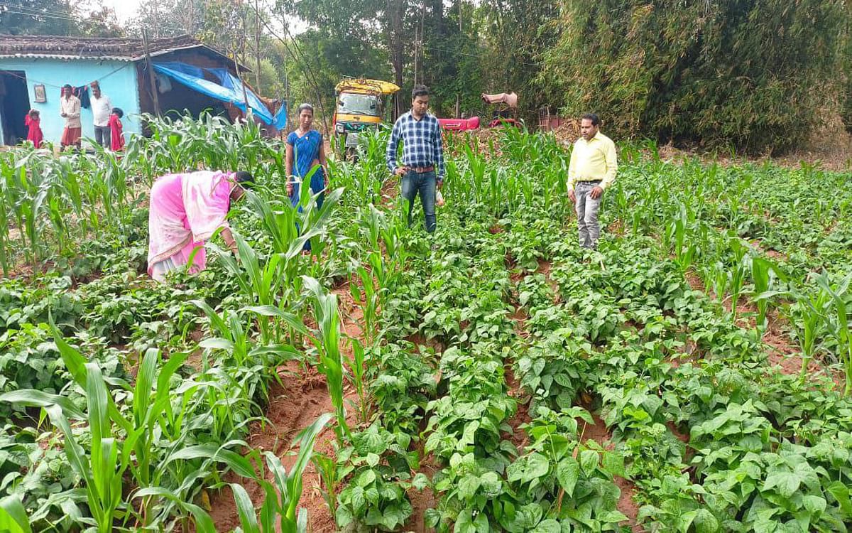 Increasing craze of farmers regarding organic farming in Gumla, production is being done on 2000 acres of land
