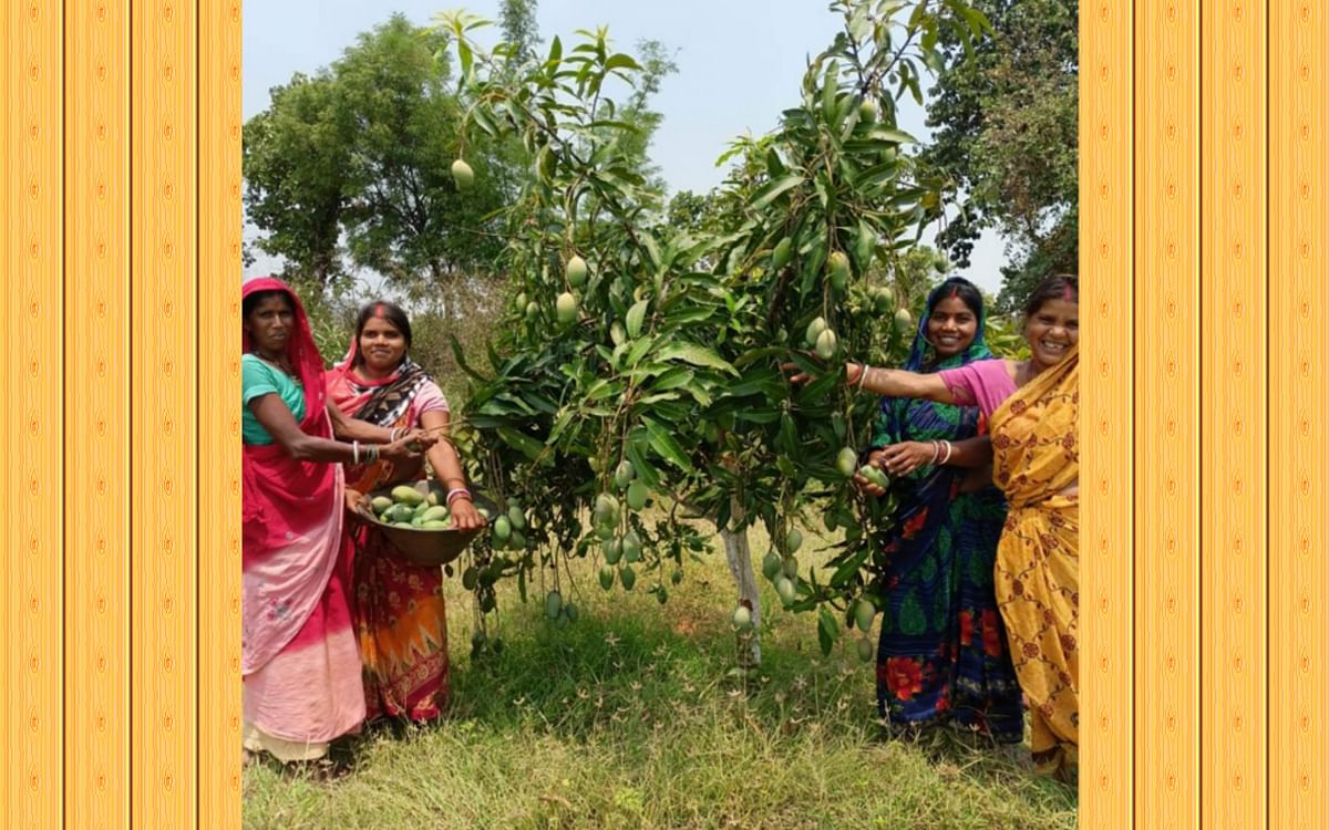 Jharkhand: 'Mango' made the women of Kasmar special, farming is being done on a large scale