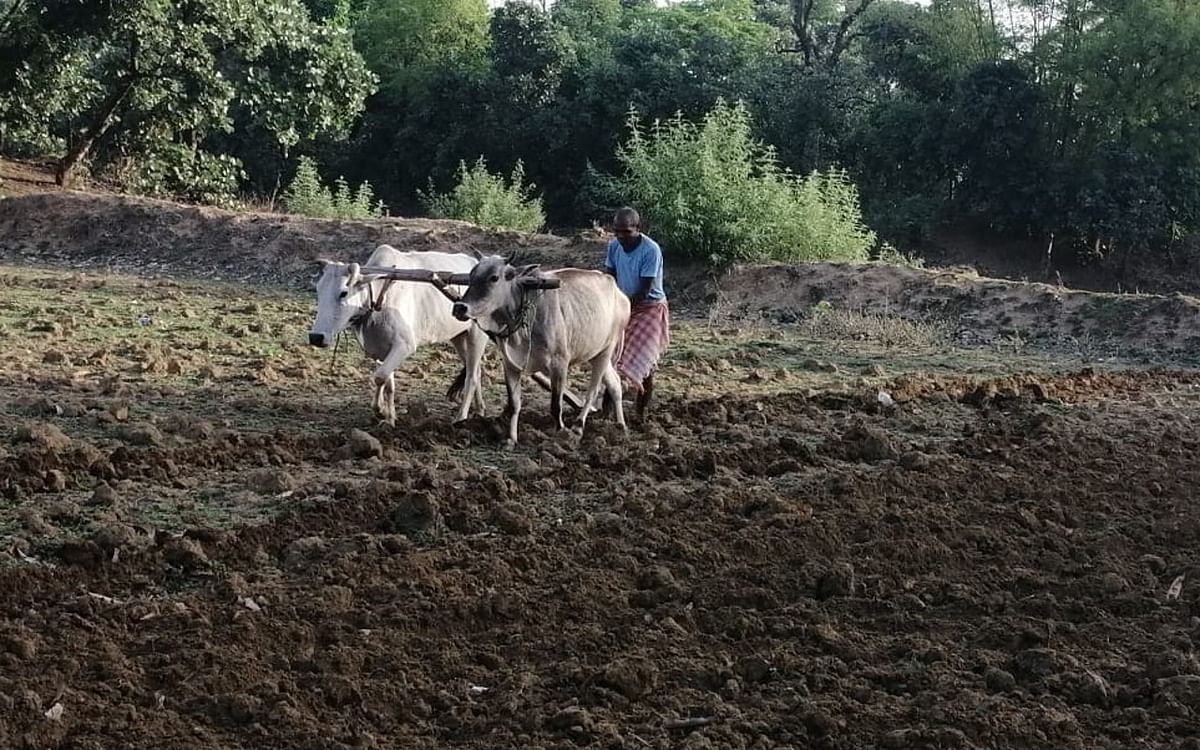 Jharkhand: The field is ready for paddy sowing in Giridih's Deori, but the farmers have not yet received the seeds