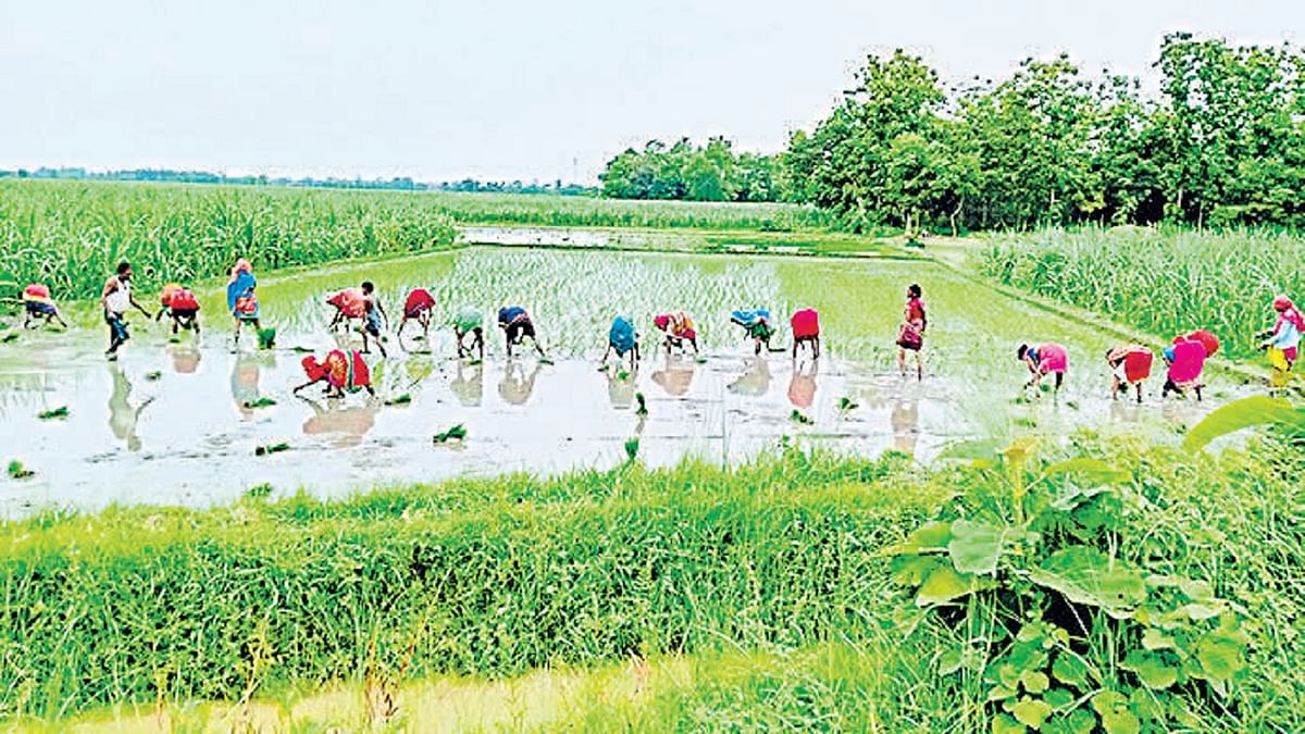 'Khet mein dheere dheere harwa chalaihe...' Paddy planting begins in Bihar villages with traditional songs as soon as monsoon arrives