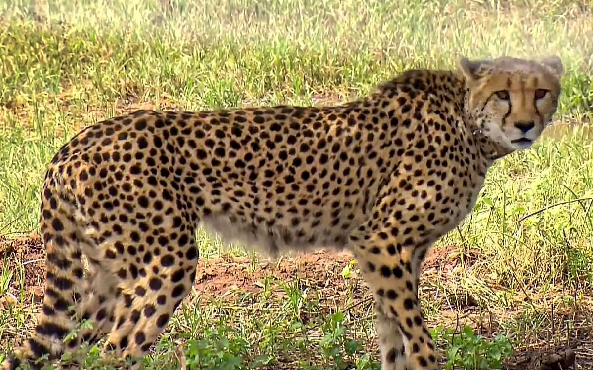 Kuno National Park: Cheetah 'Asha' who escaped from Kuno was rescued, feared to enter UP