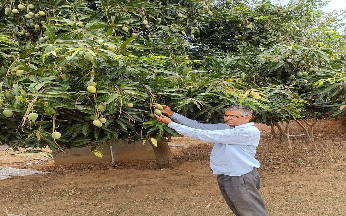 Langda Malda mangoes of Krishnakant Pathak, who is doing organic farming after leaving his job, are in demand till Delhi-Bengaluru.